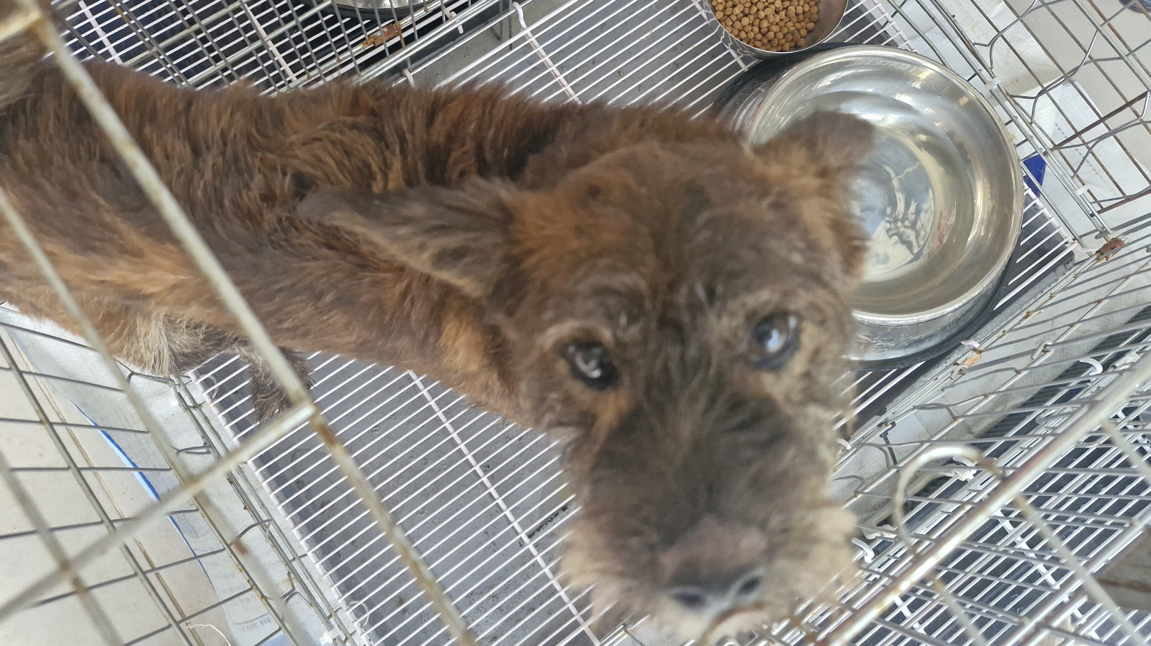 보호중 믹스견의 가…