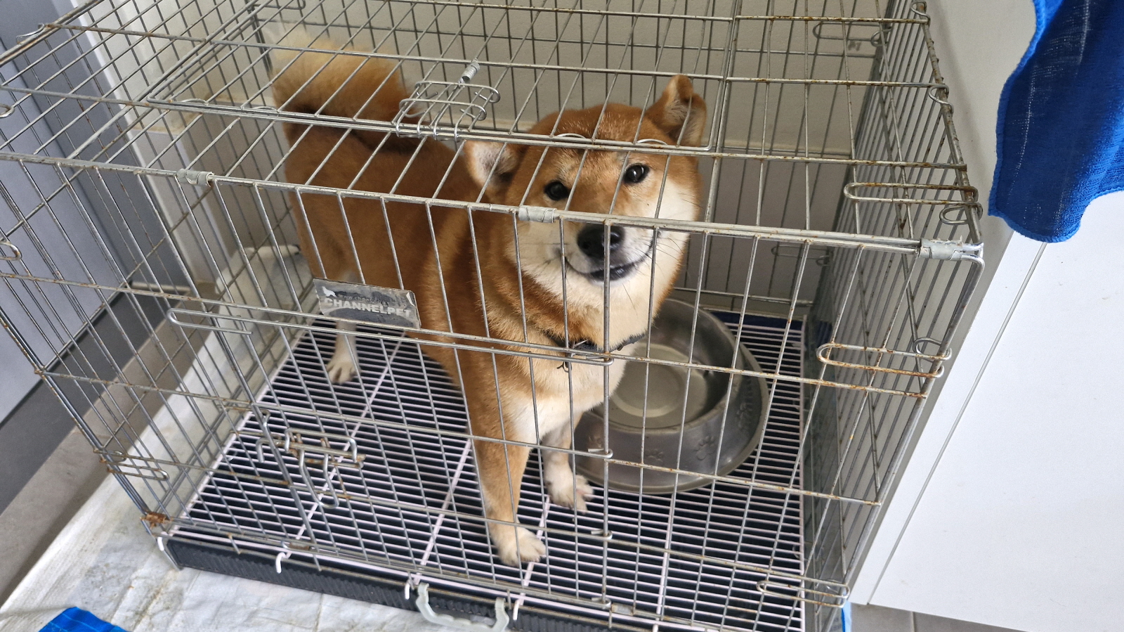 동해시동물보호센터_442421202500191