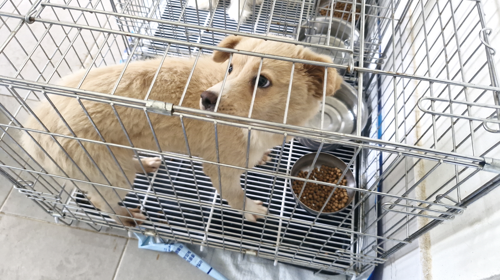 동해시동물보호센터_442421202500192