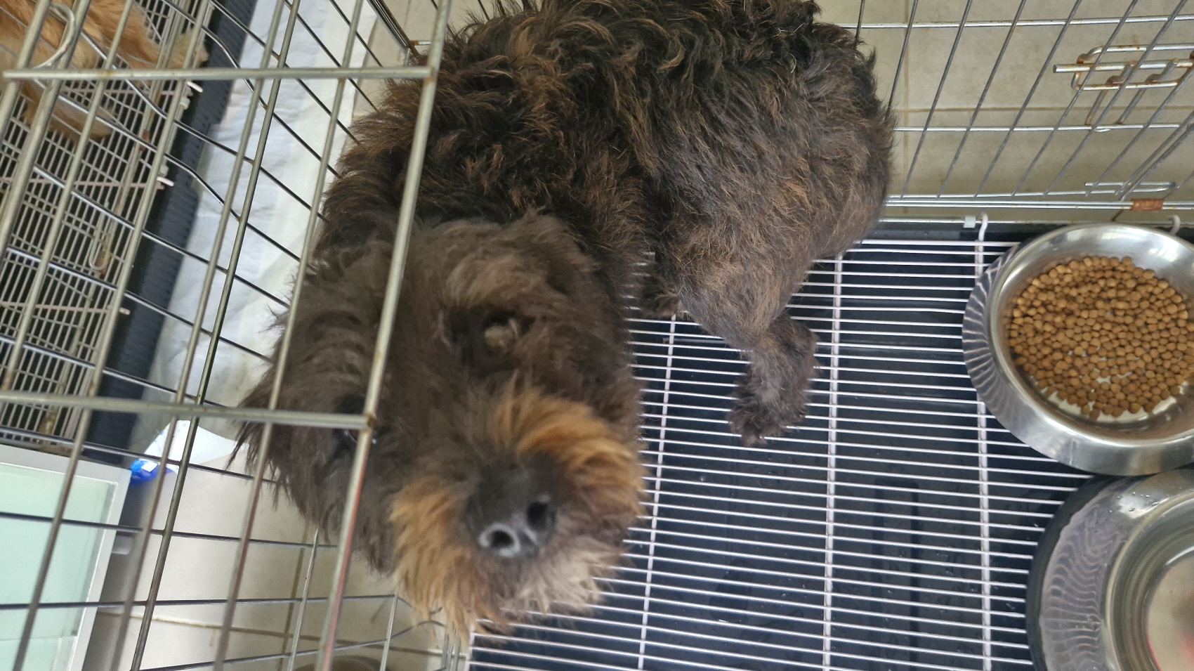 보호중 믹스견의 가…