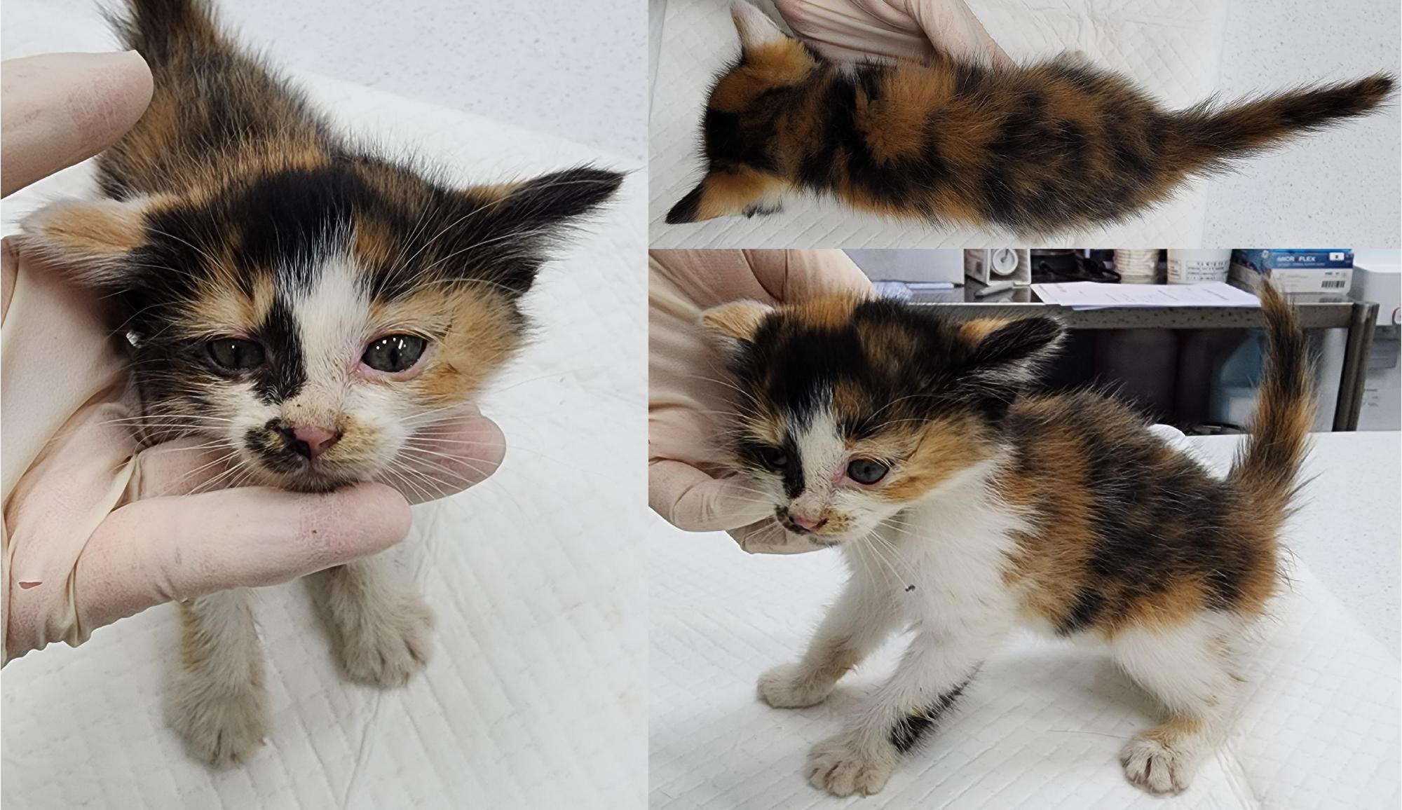 종료(입양) 한국 …