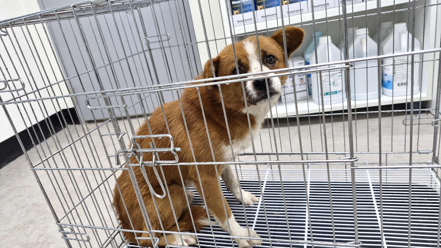 동해시동물보호센터_442421202500193