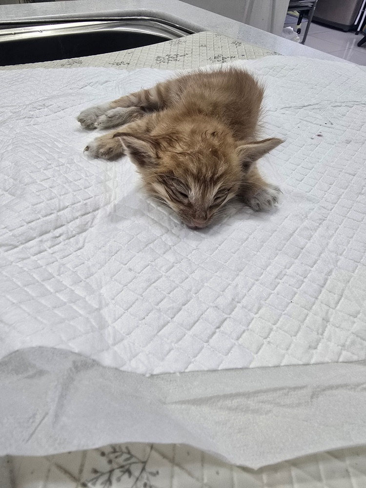 종료(자연사) 한국…