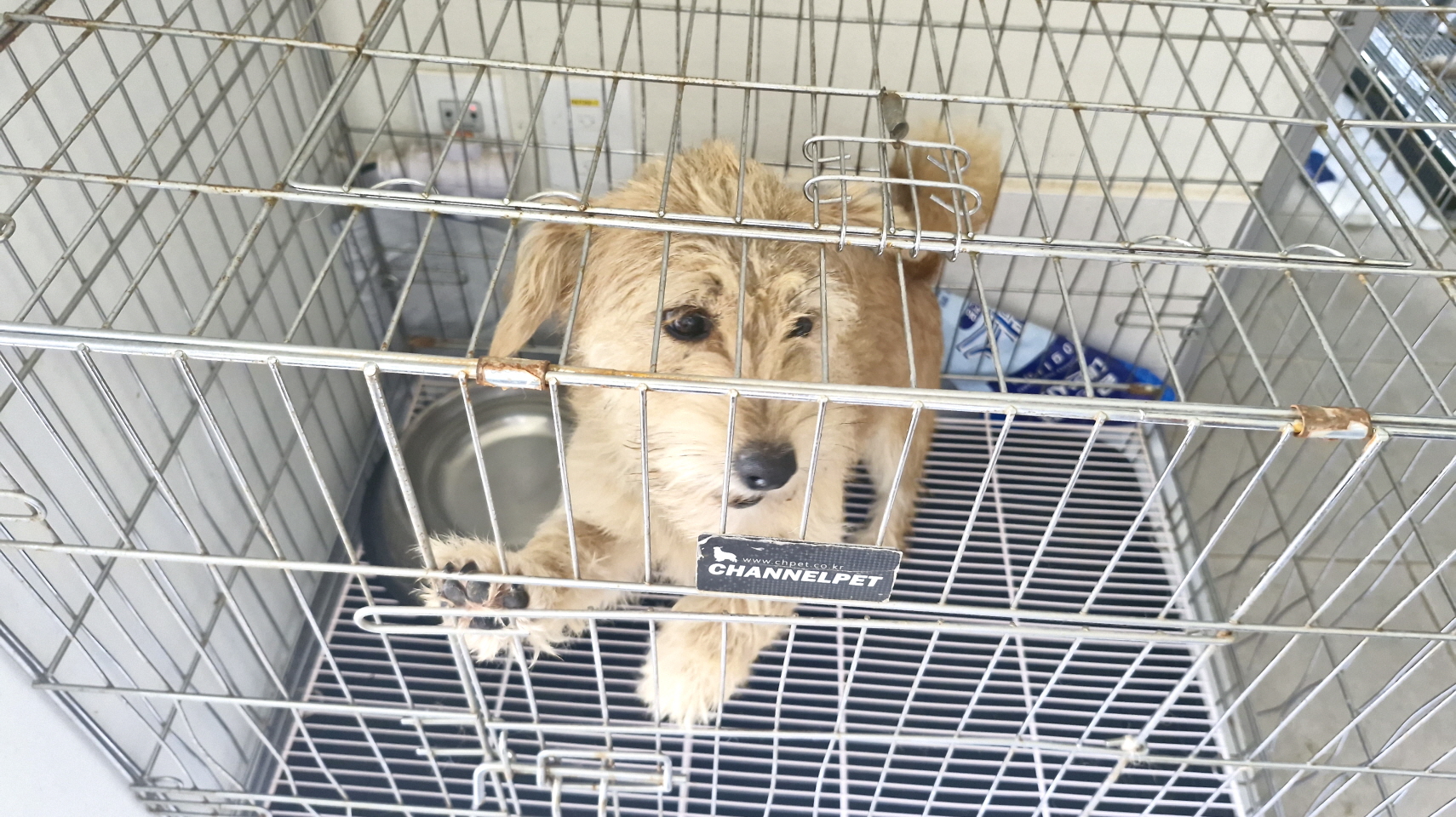 보호중 믹스견의 가…