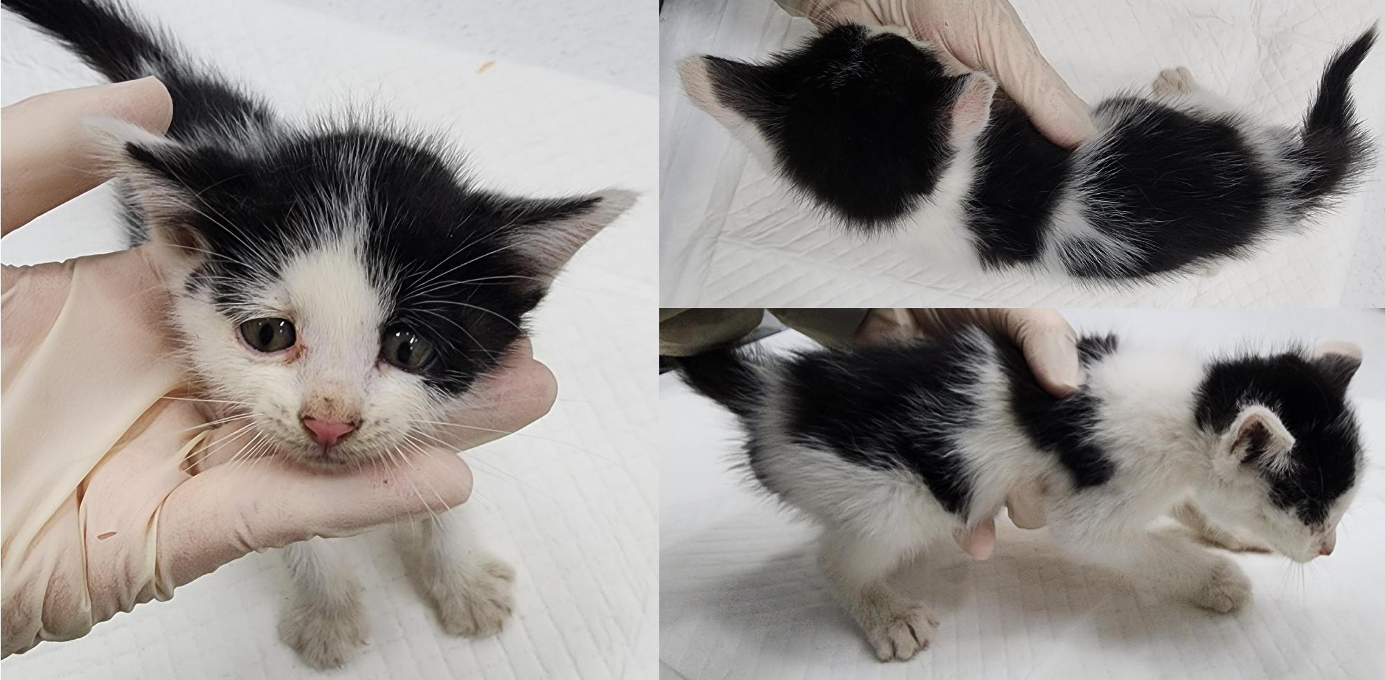 종료(입양) 한국 …