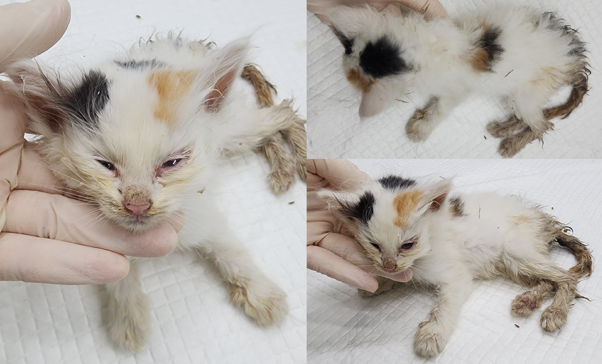 서산시 동물보호센터_444453202501150