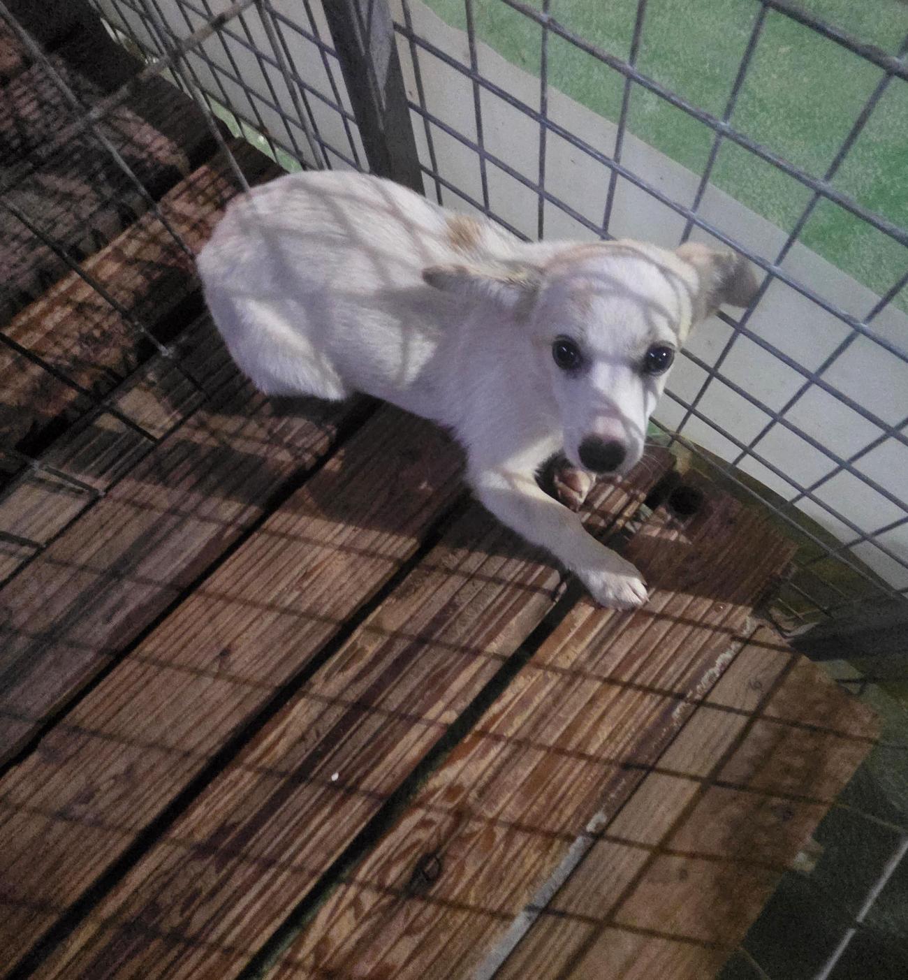 보호중 믹스견의 가…