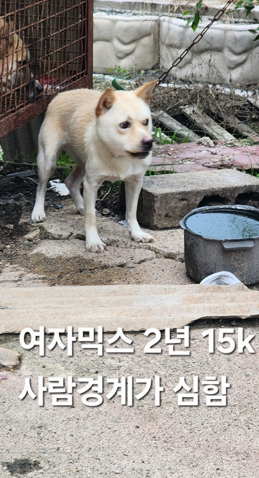 보호중 믹스견의 가…