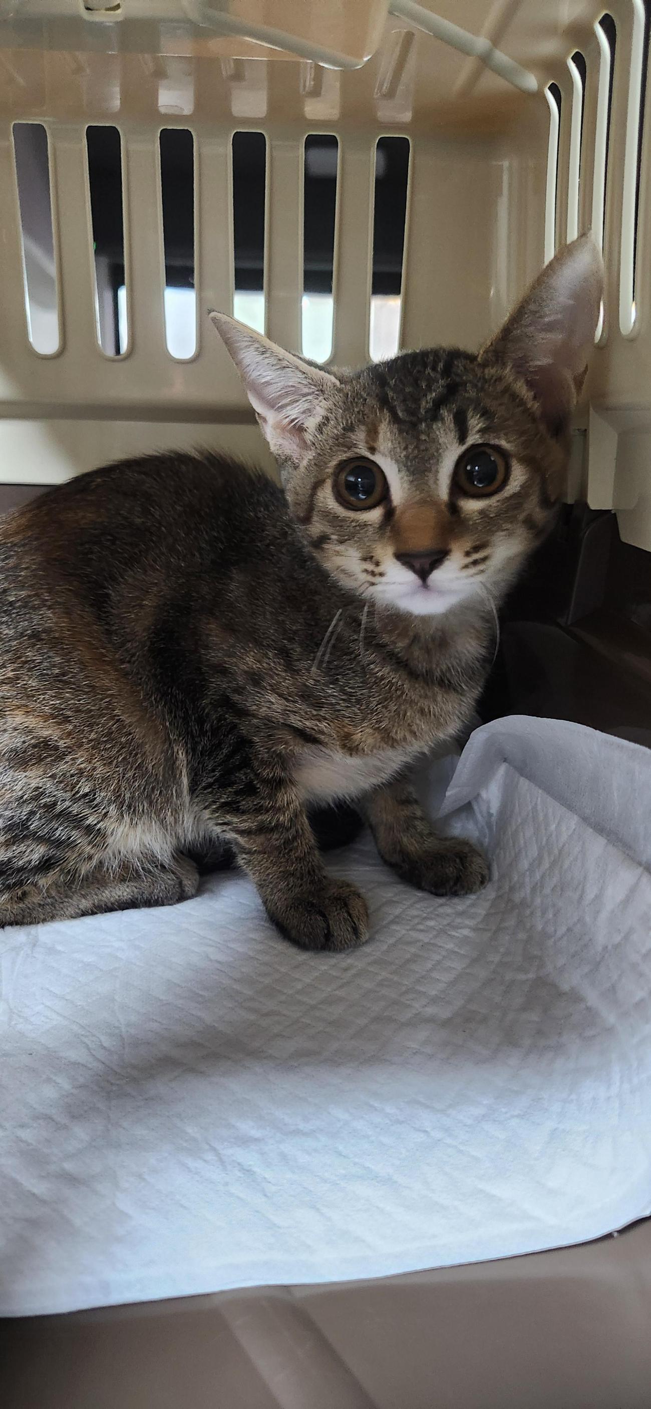 종료(입양) 한국 …