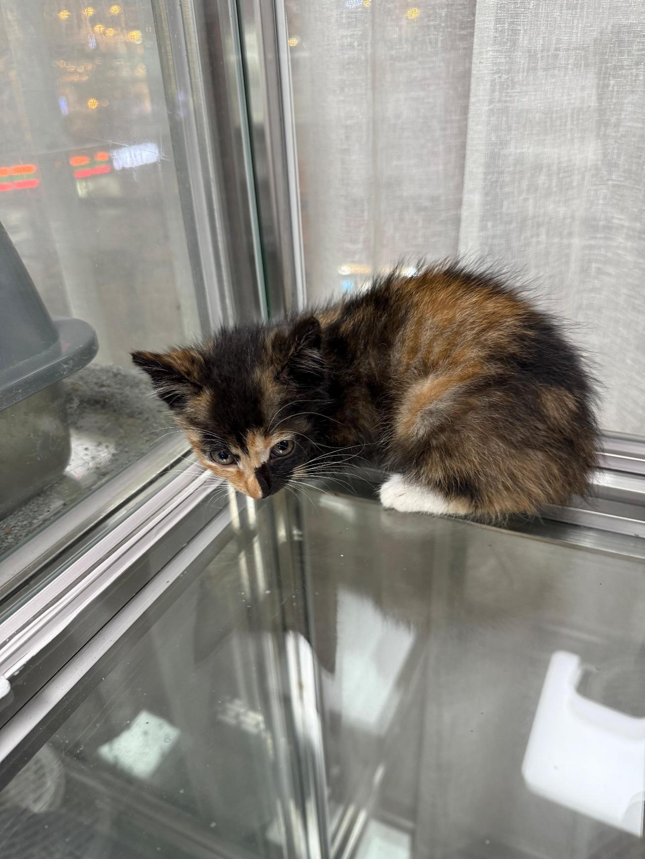 울산유기동물입양센터_431371202500488