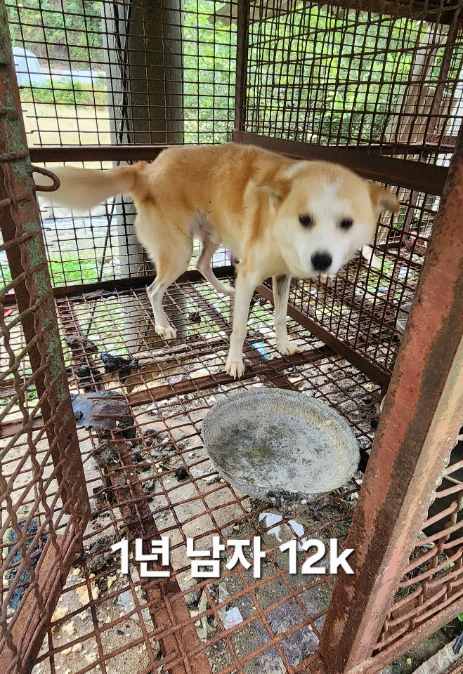 보호중 믹스견의 가…