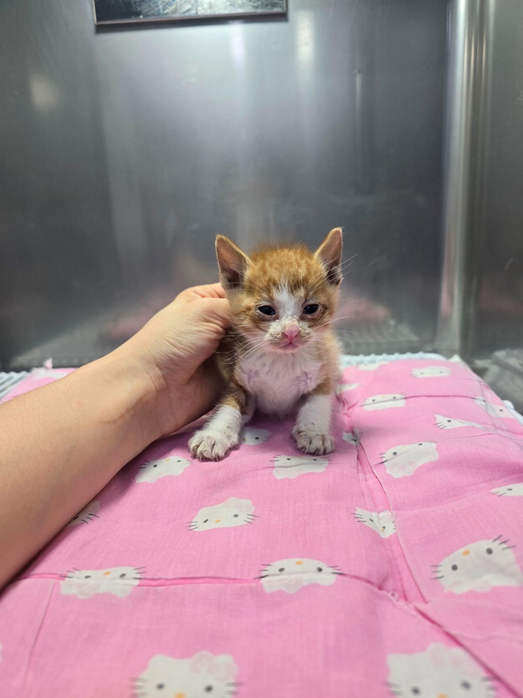 종료(입양) 한국 …