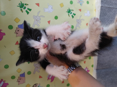 보호중 믹스묘의 가…