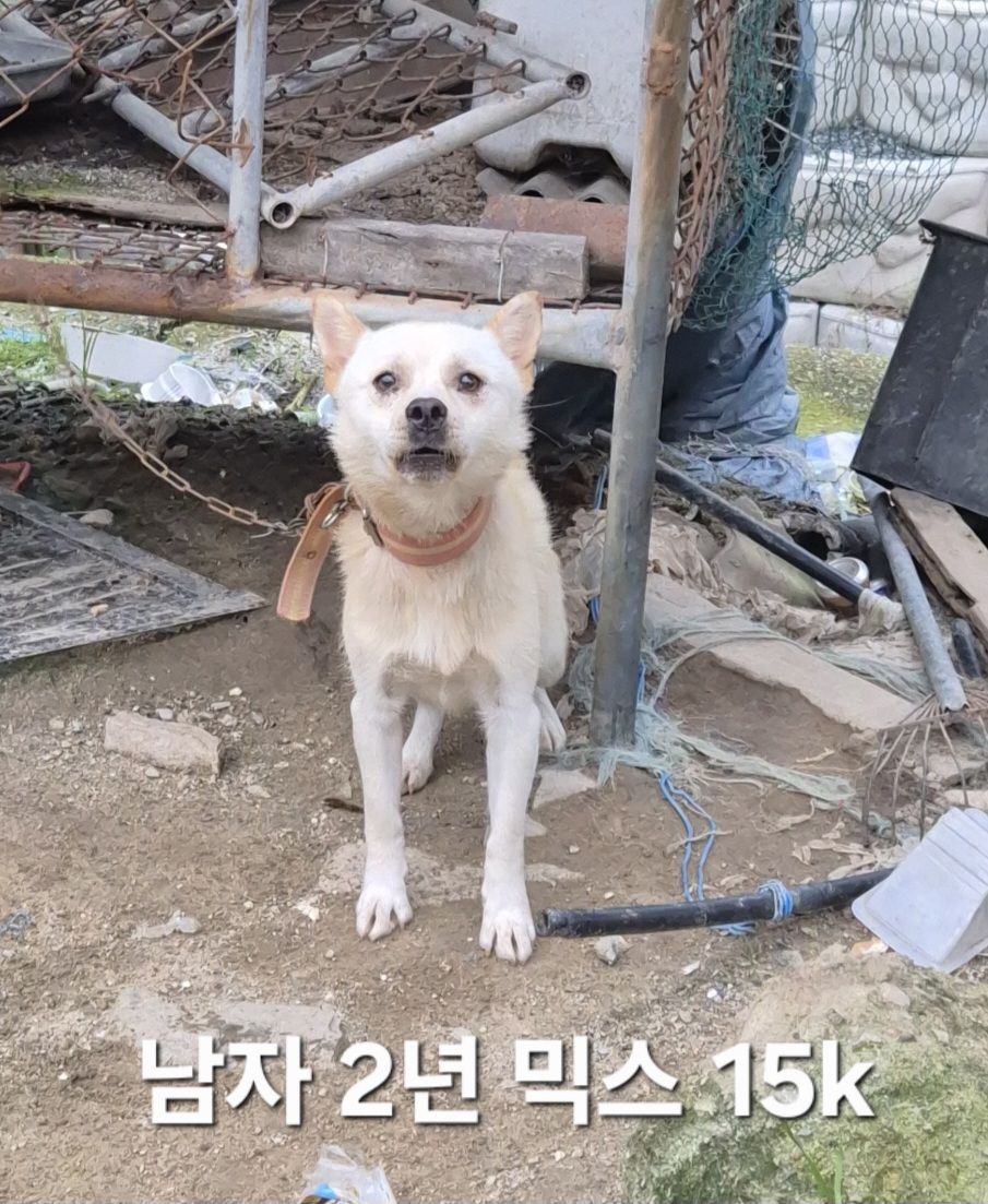 보호중 믹스견의 가…