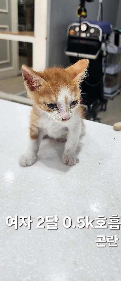 보호중 한국 고양이…