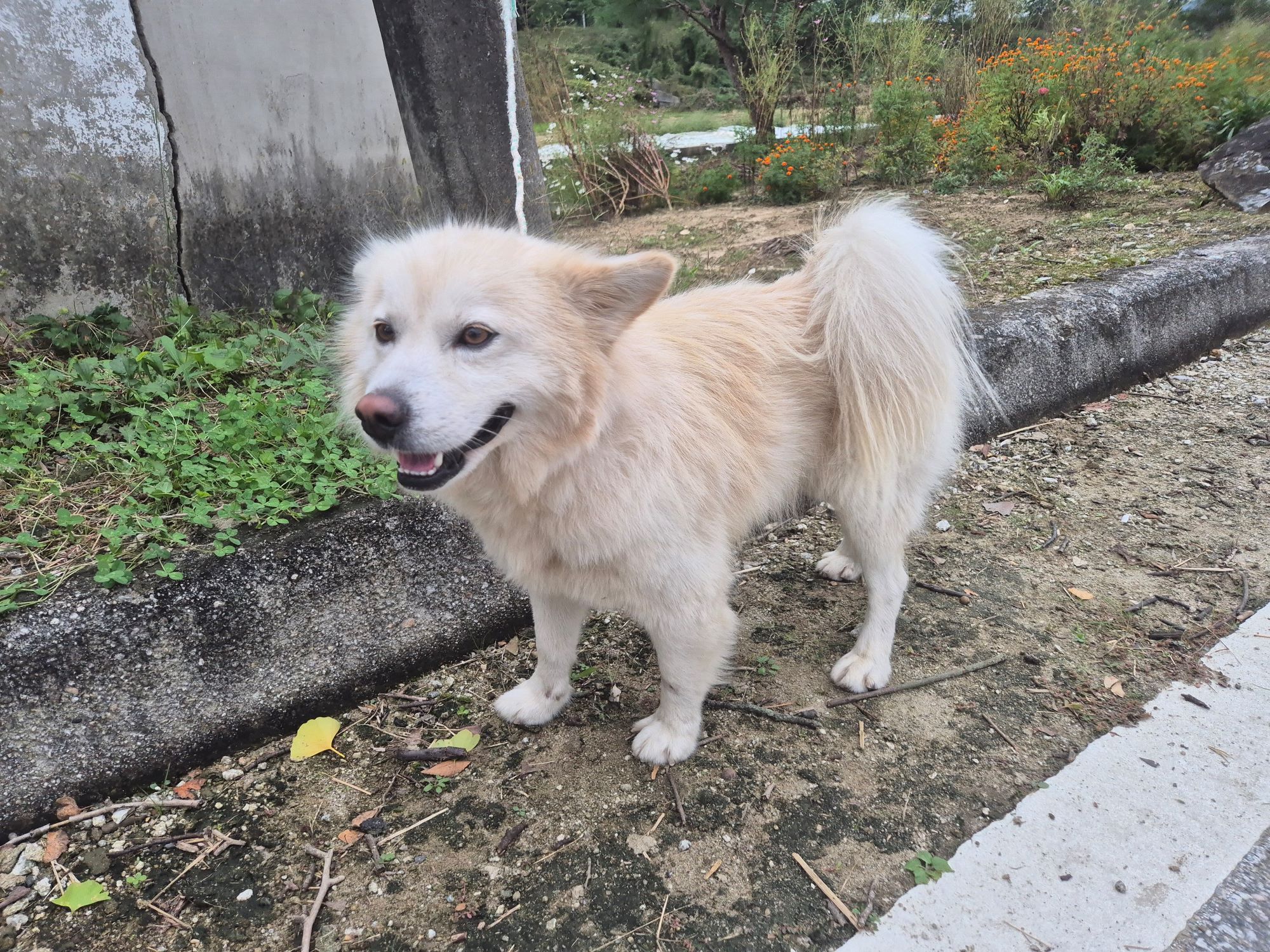 하나동물병원_445470202500966