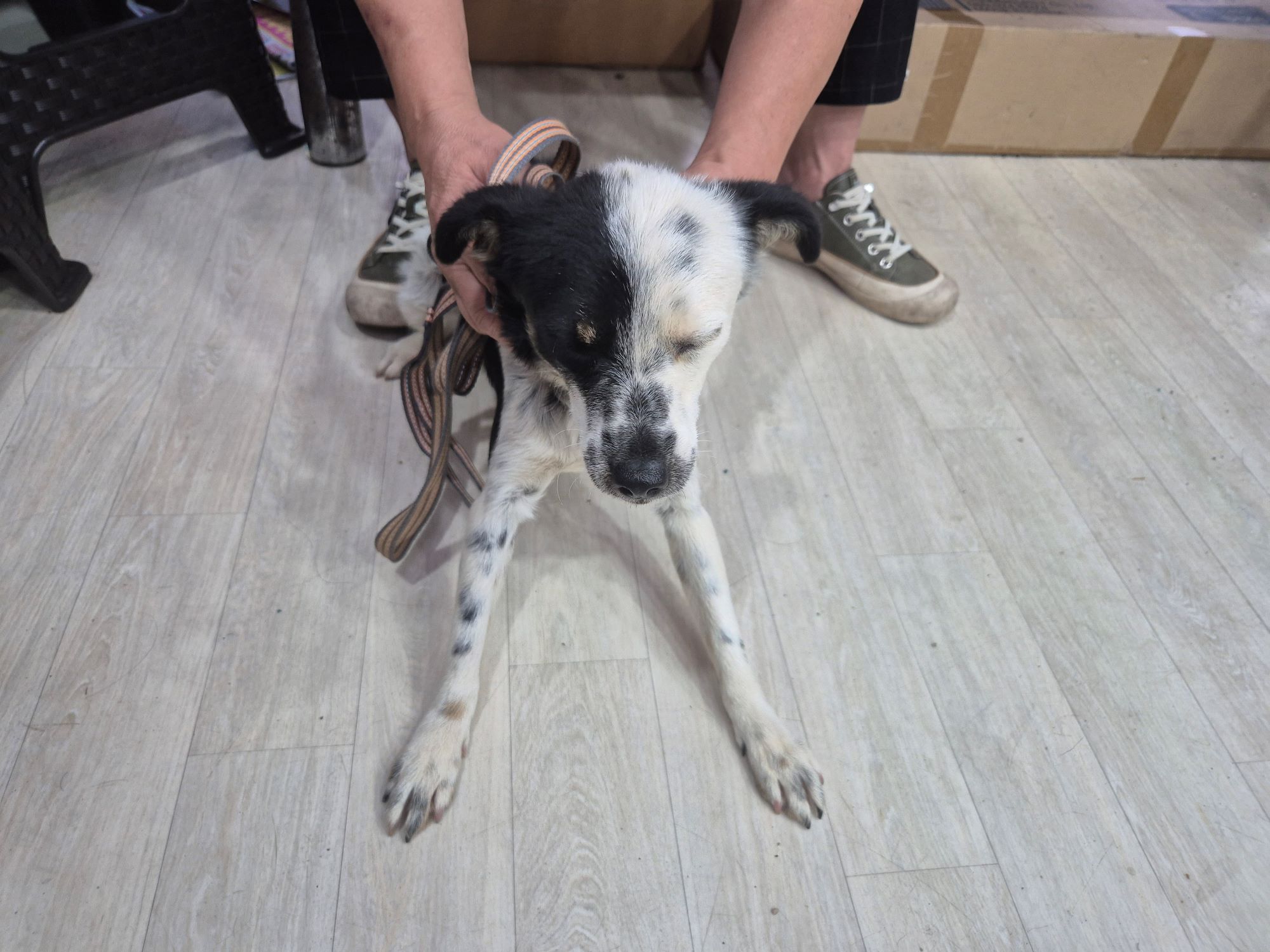 보호중 믹스견의 가…