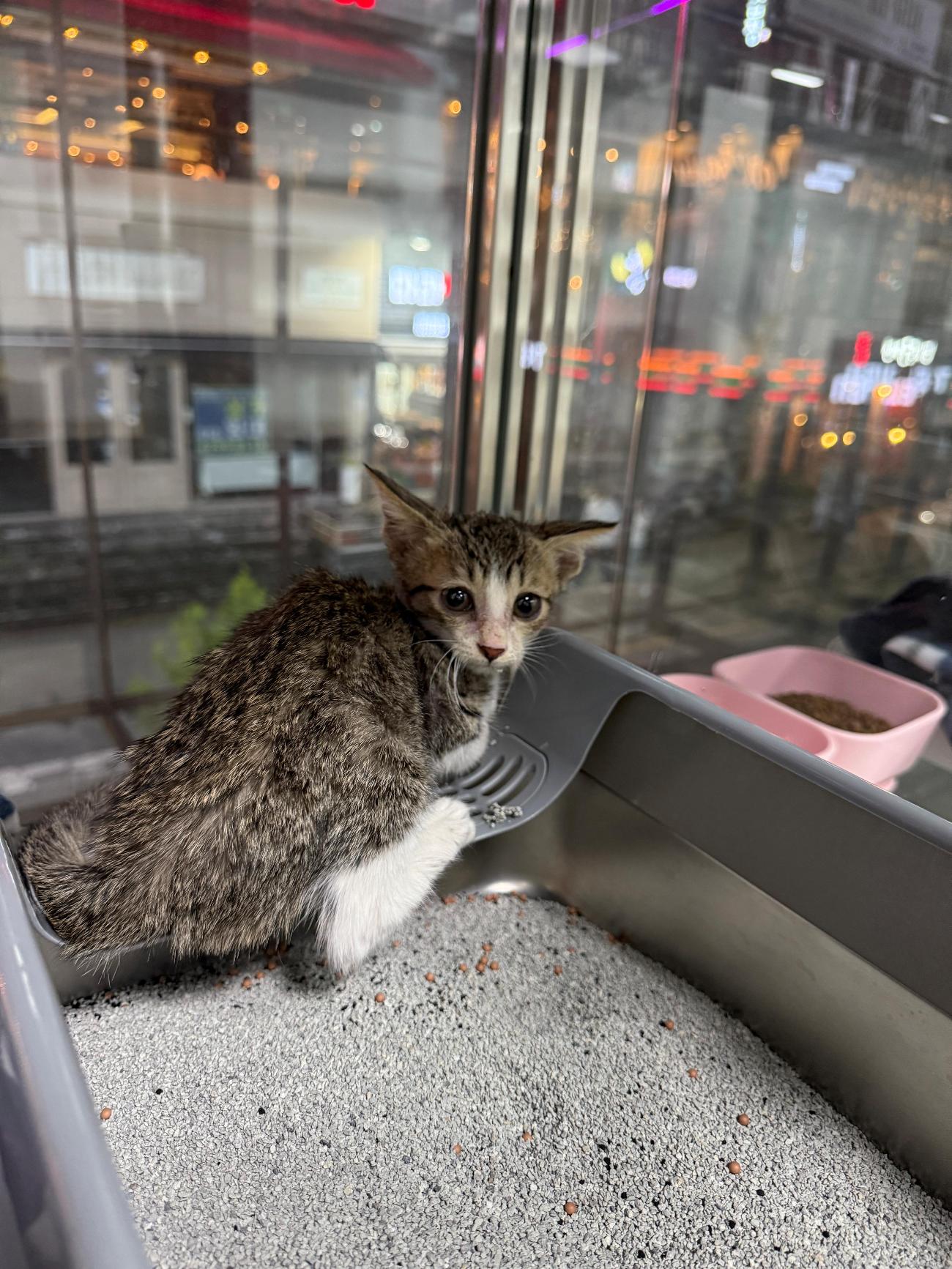 종료(입양) 한국 …