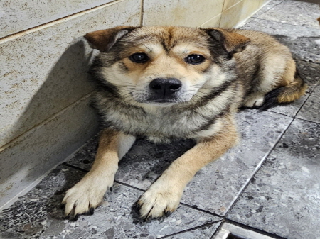 보호중 믹스견의 가…