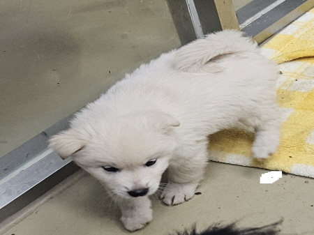 원주시동물보호센터_442419202500788