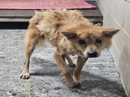 원주시동물보호센터_442419202500789