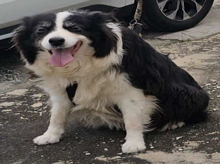 종료(반환) 보더 …