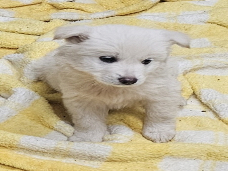 종료(자연사) 믹스…