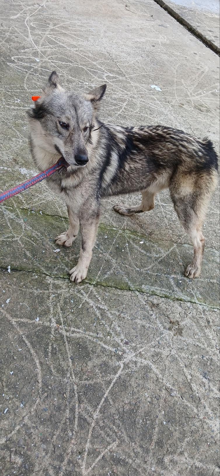 (사)동물보호관리협회_448535202501538