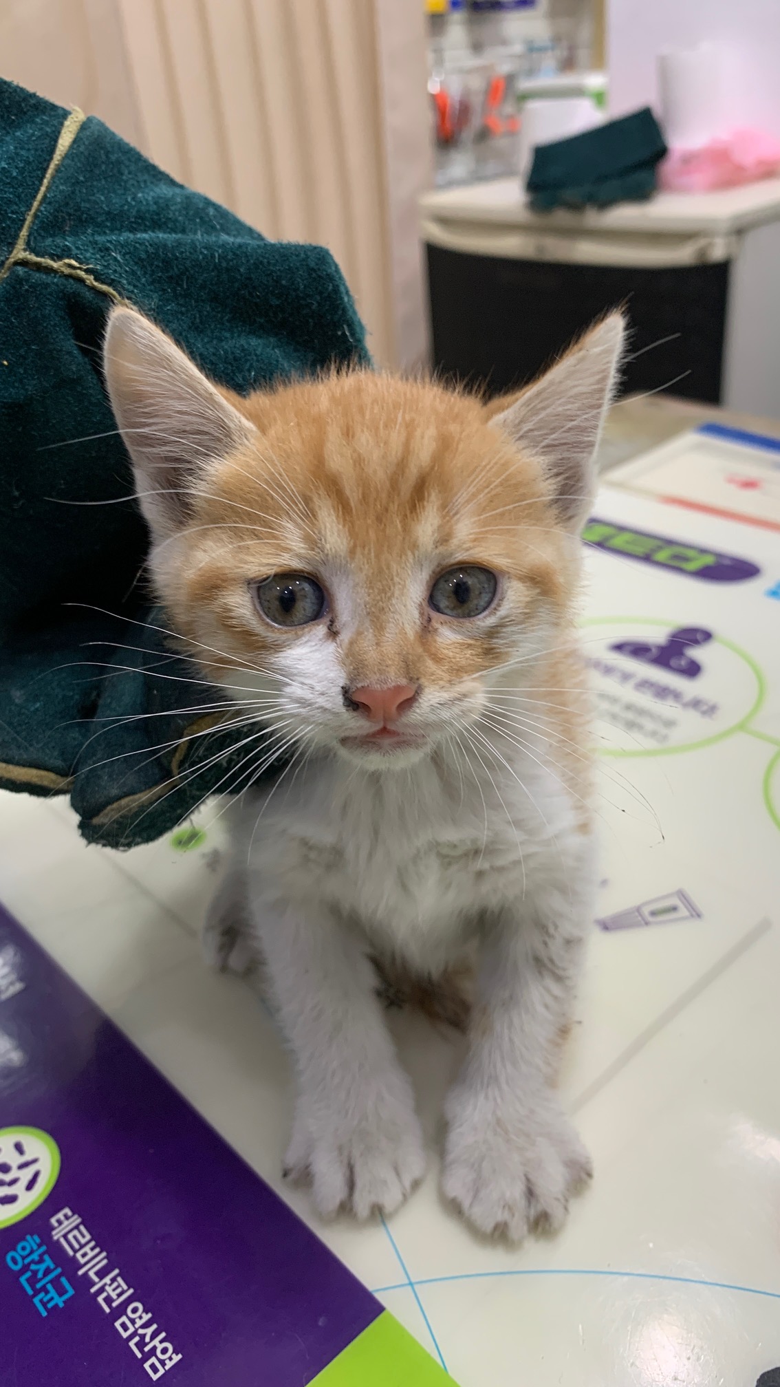 보호중 한국 고양이…