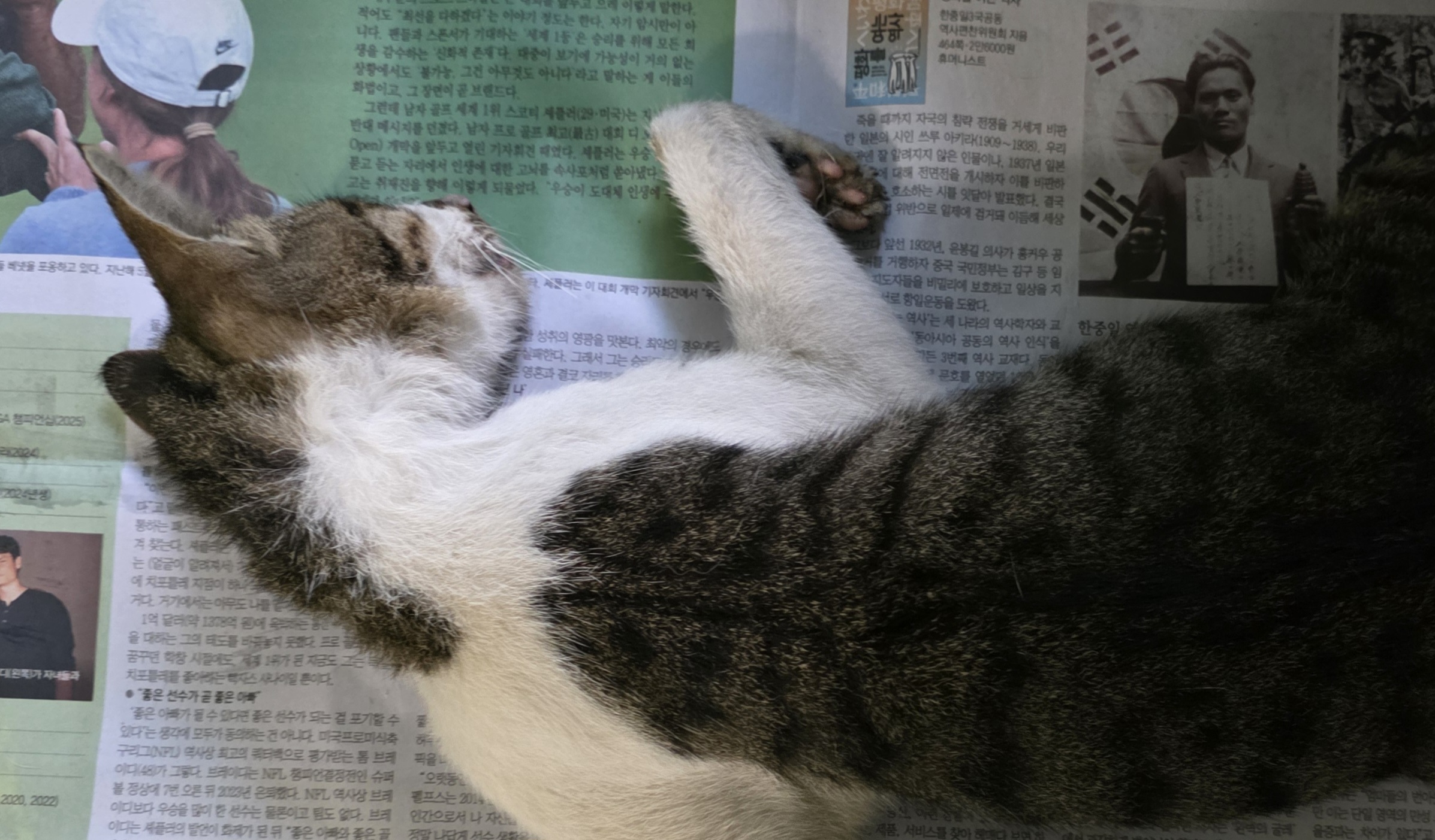 대구유기동물보호협회_427347202500891