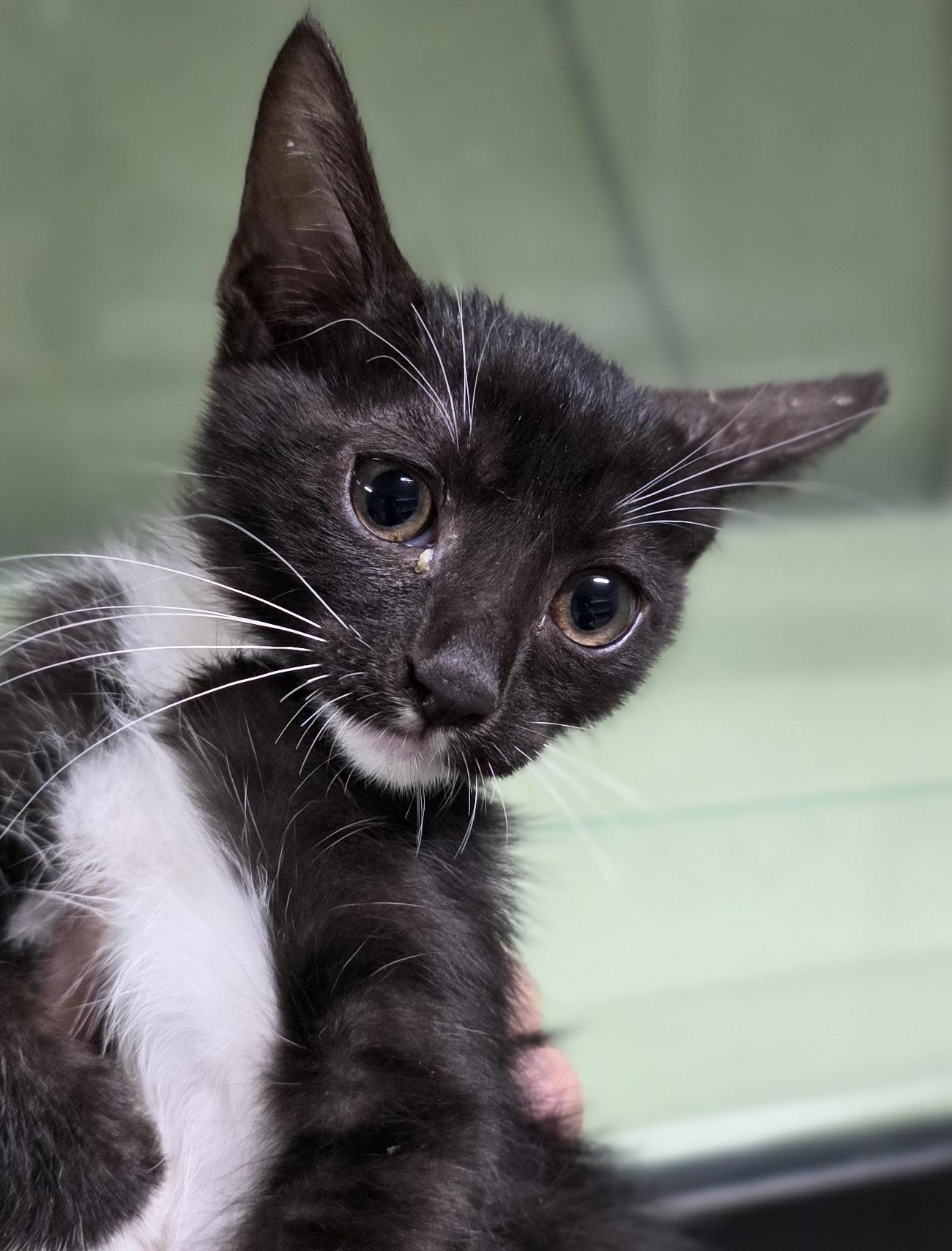 종료(자연사) 한국…