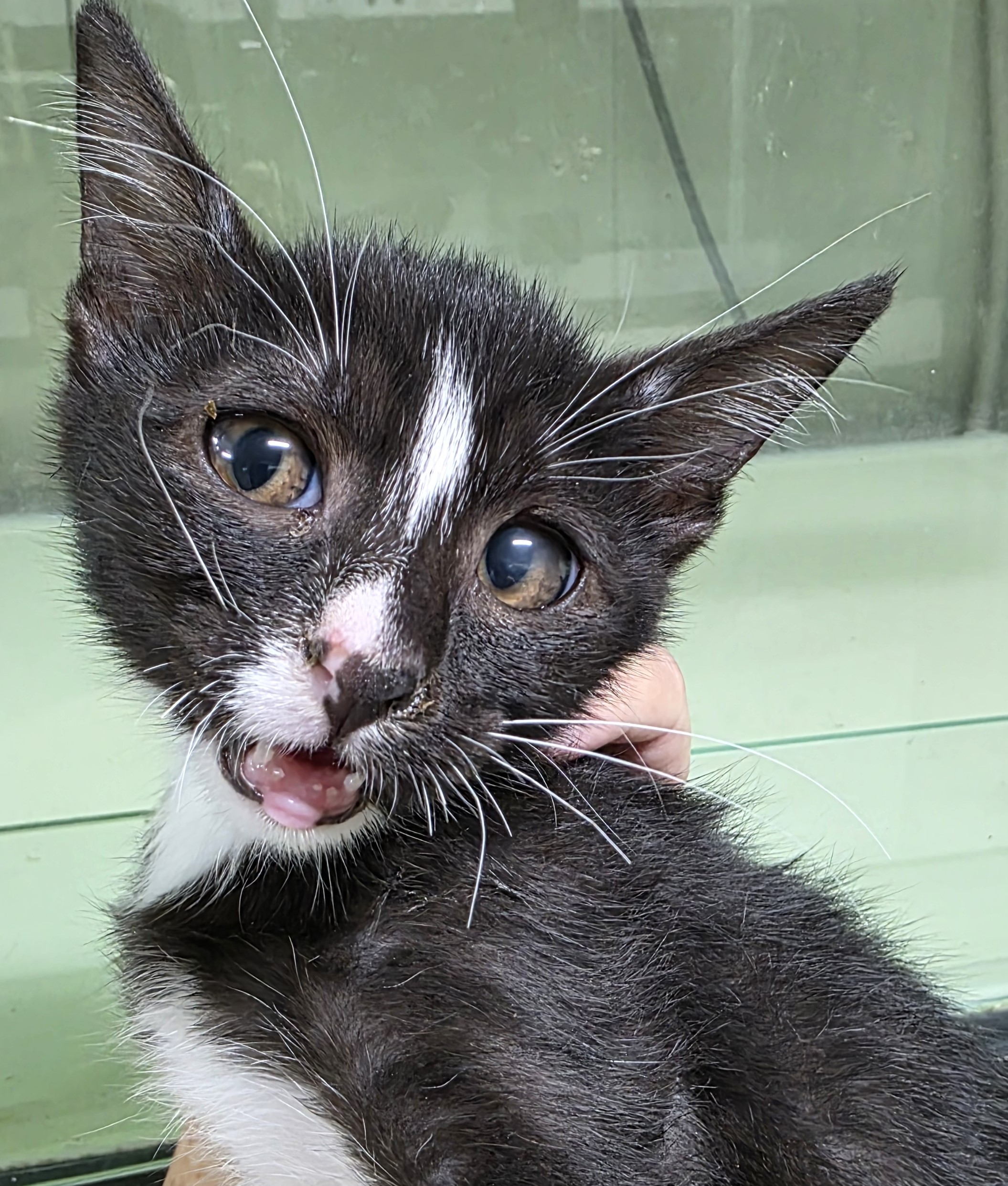 종료(자연사) 한국…