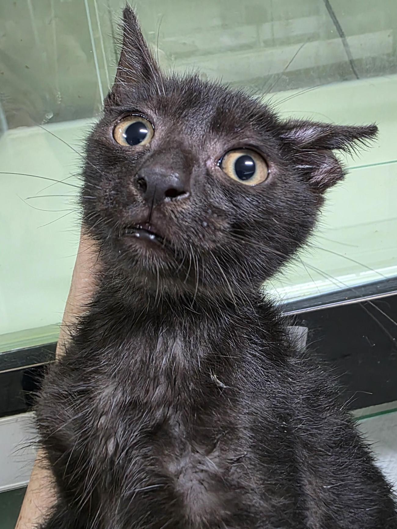 종료(자연사) 한국…