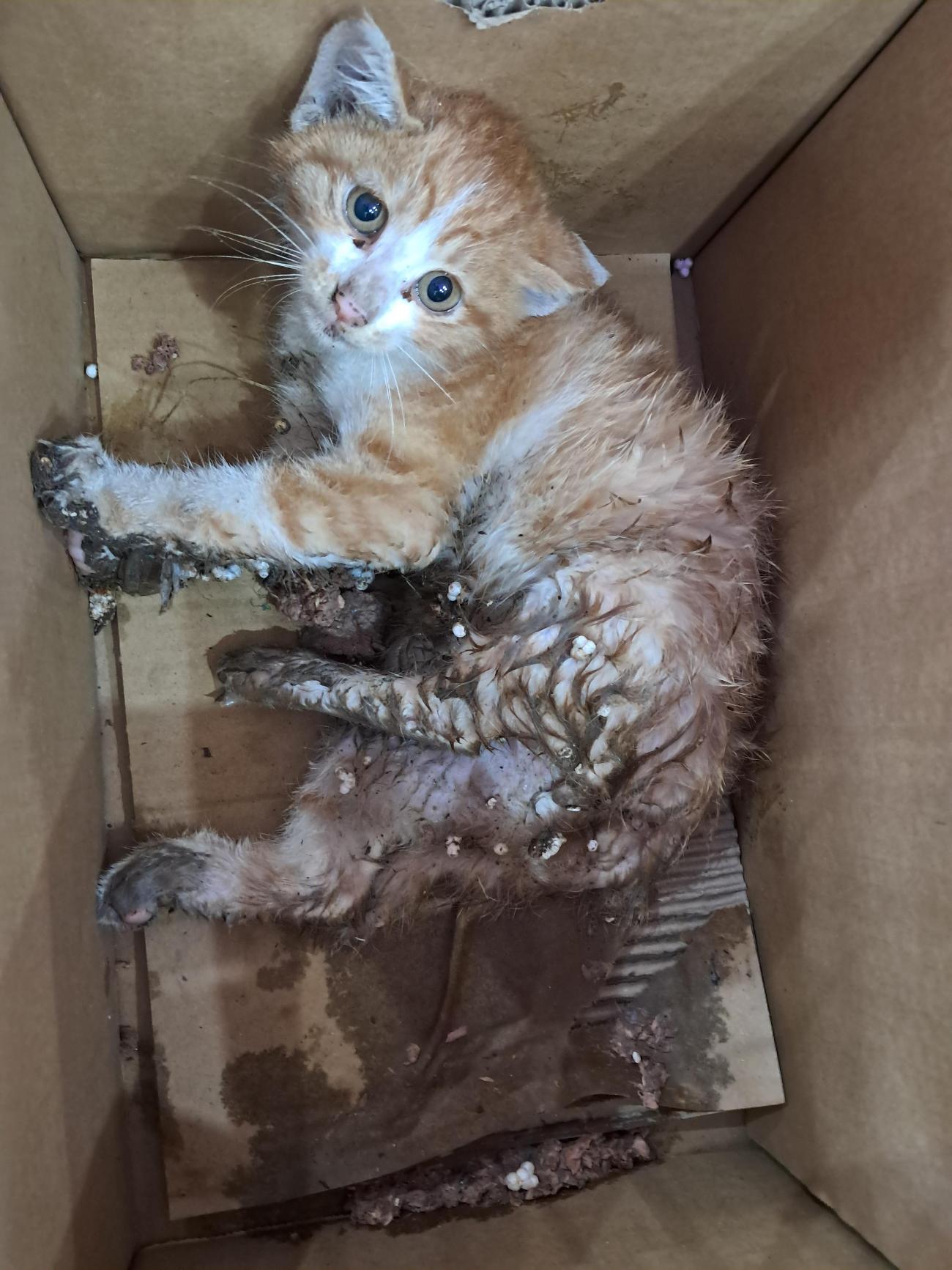 종료(자연사) 한국…