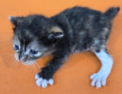 종료(입양) 한국 …