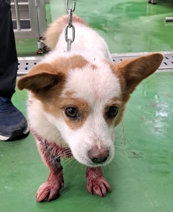 보호중 믹스견의 가…