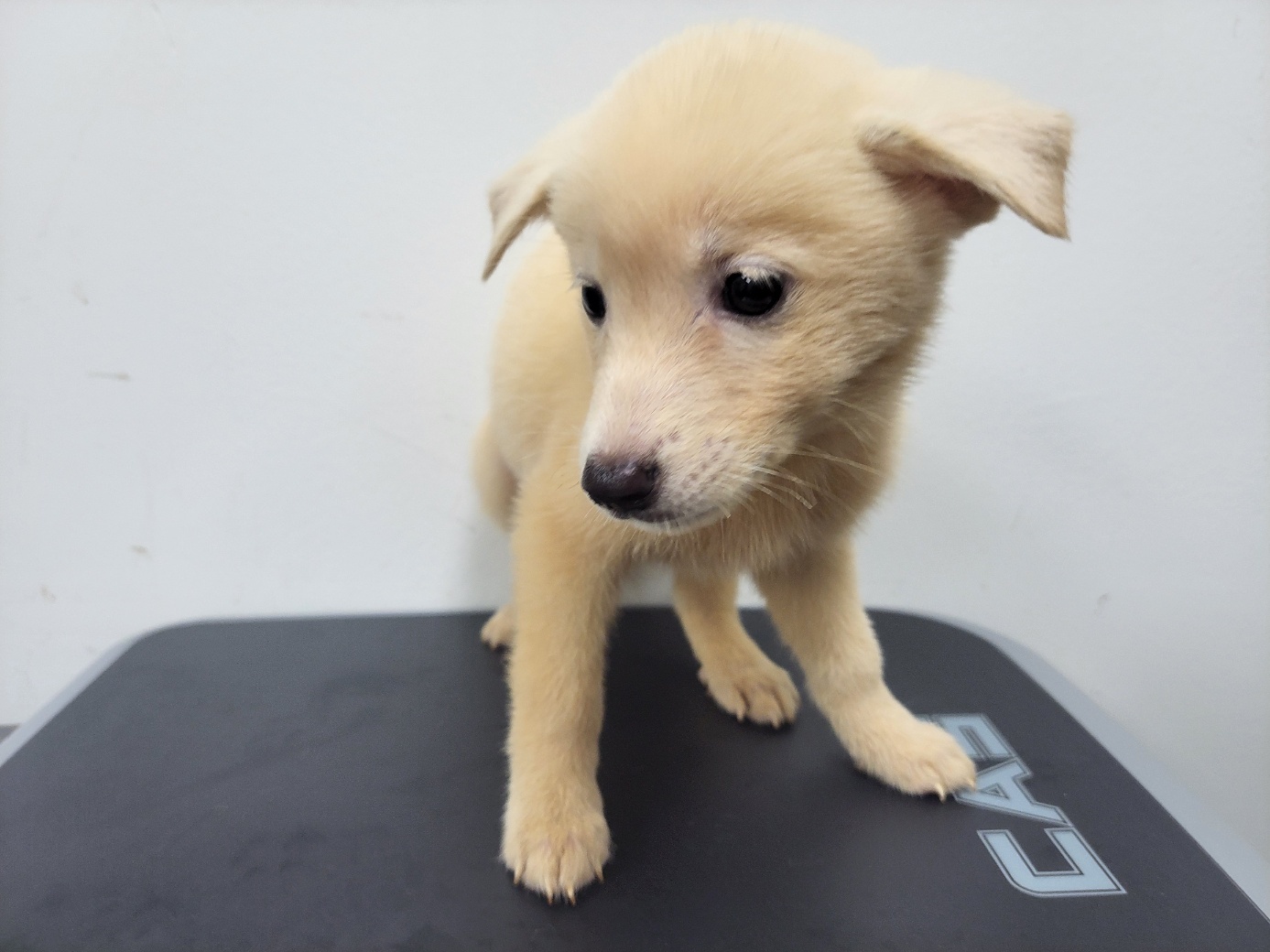 고양시동물보호센터_441394202502229