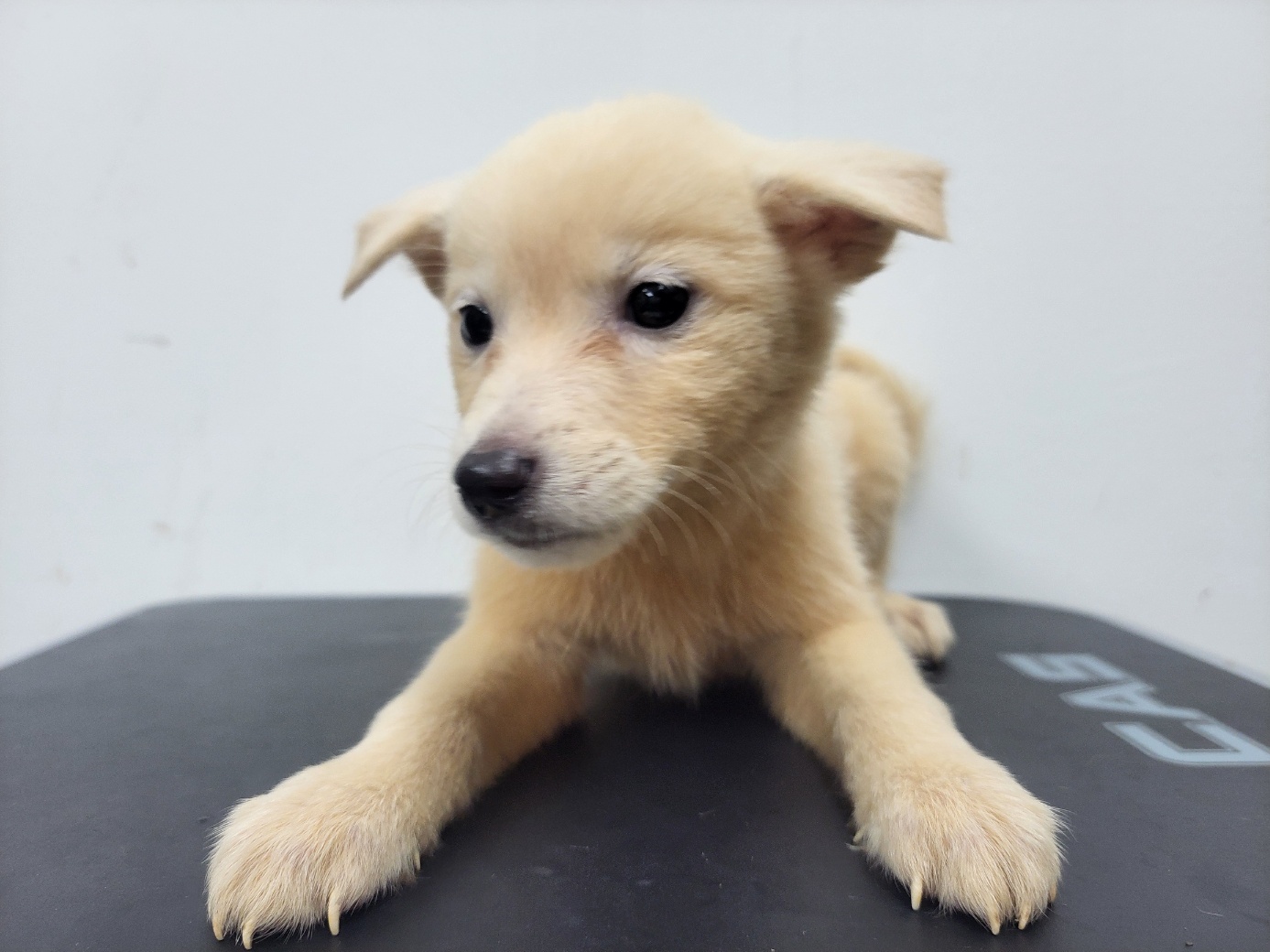 보호중 믹스견의 가…