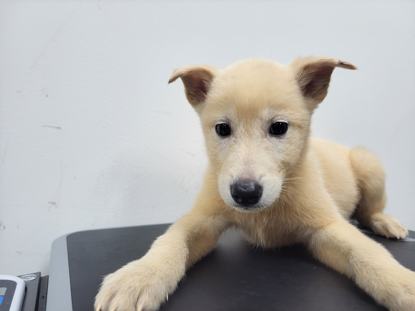 고양시동물보호센터_441394202502232