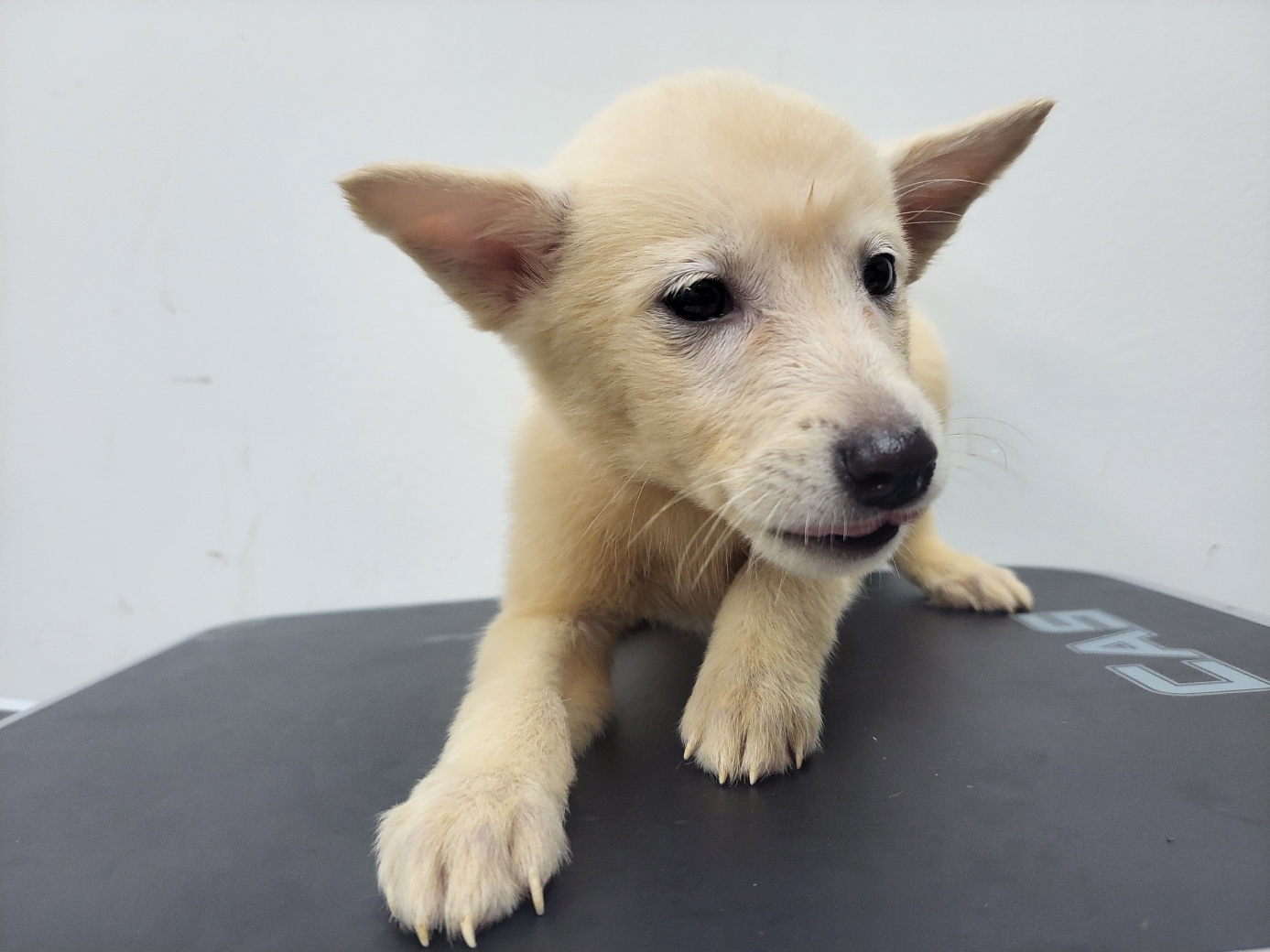 보호중 믹스견의 가…