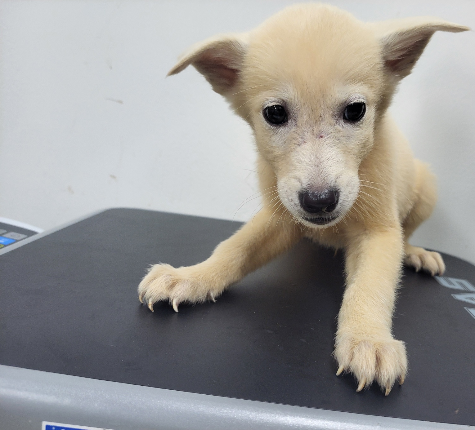 보호중 믹스견의 가…