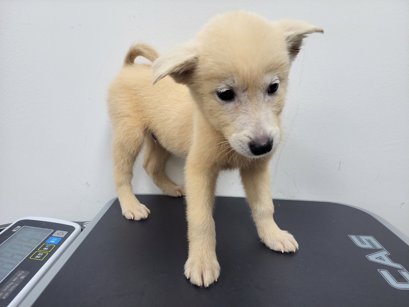 보호중 믹스견의 가…