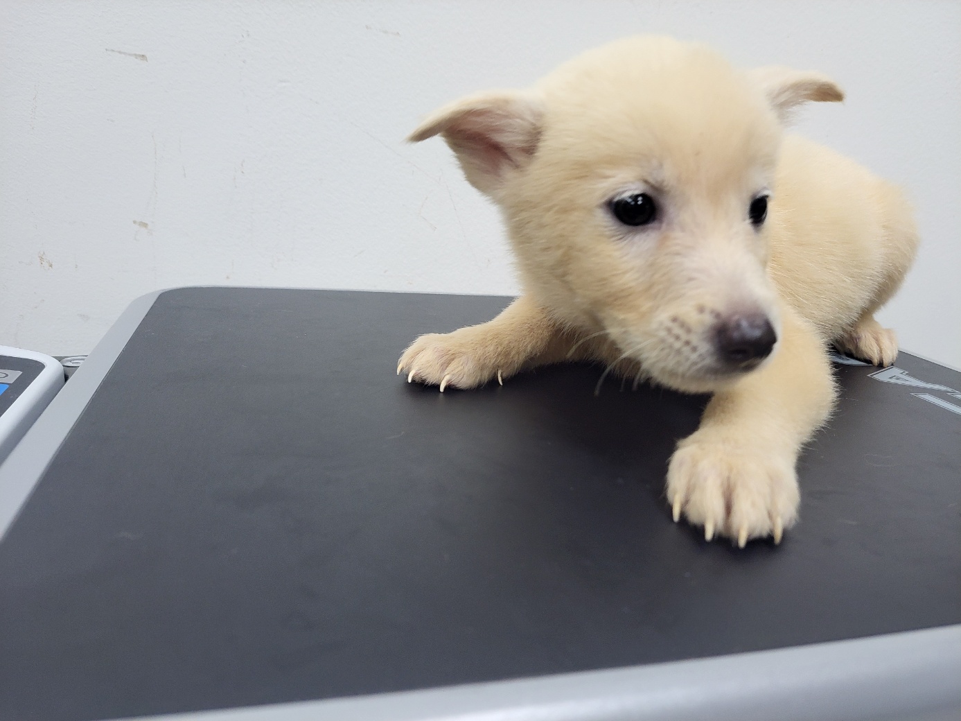 보호중 믹스견의 가…