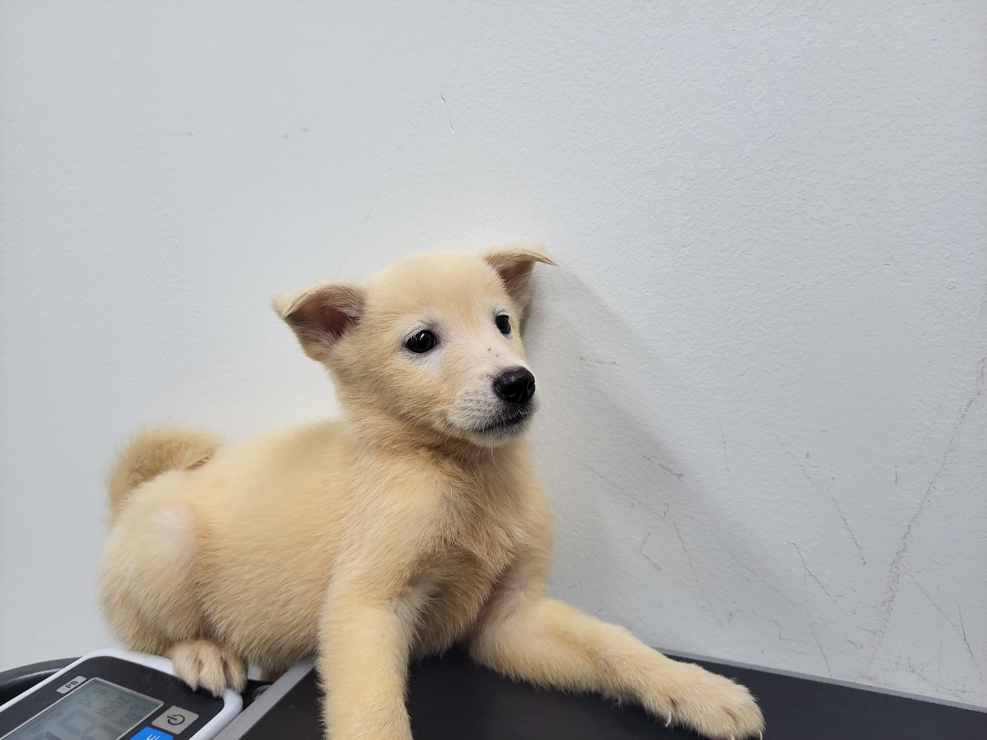 보호중 믹스견의 가…