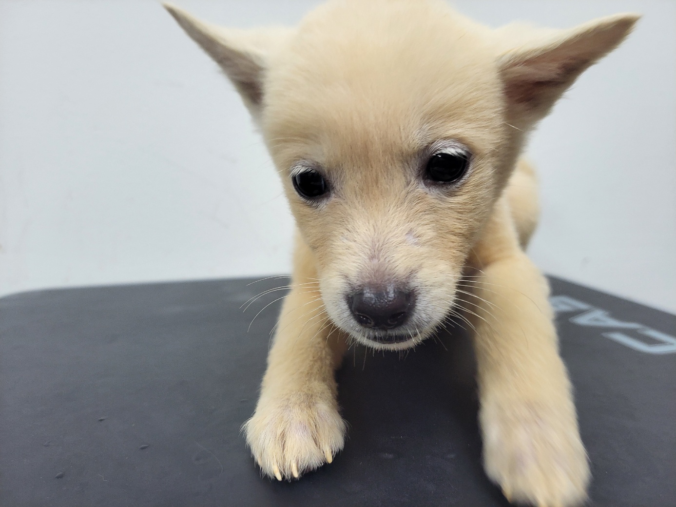 보호중 믹스견의 가…