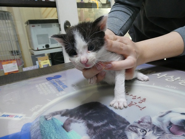 종료(입양) 한국 …