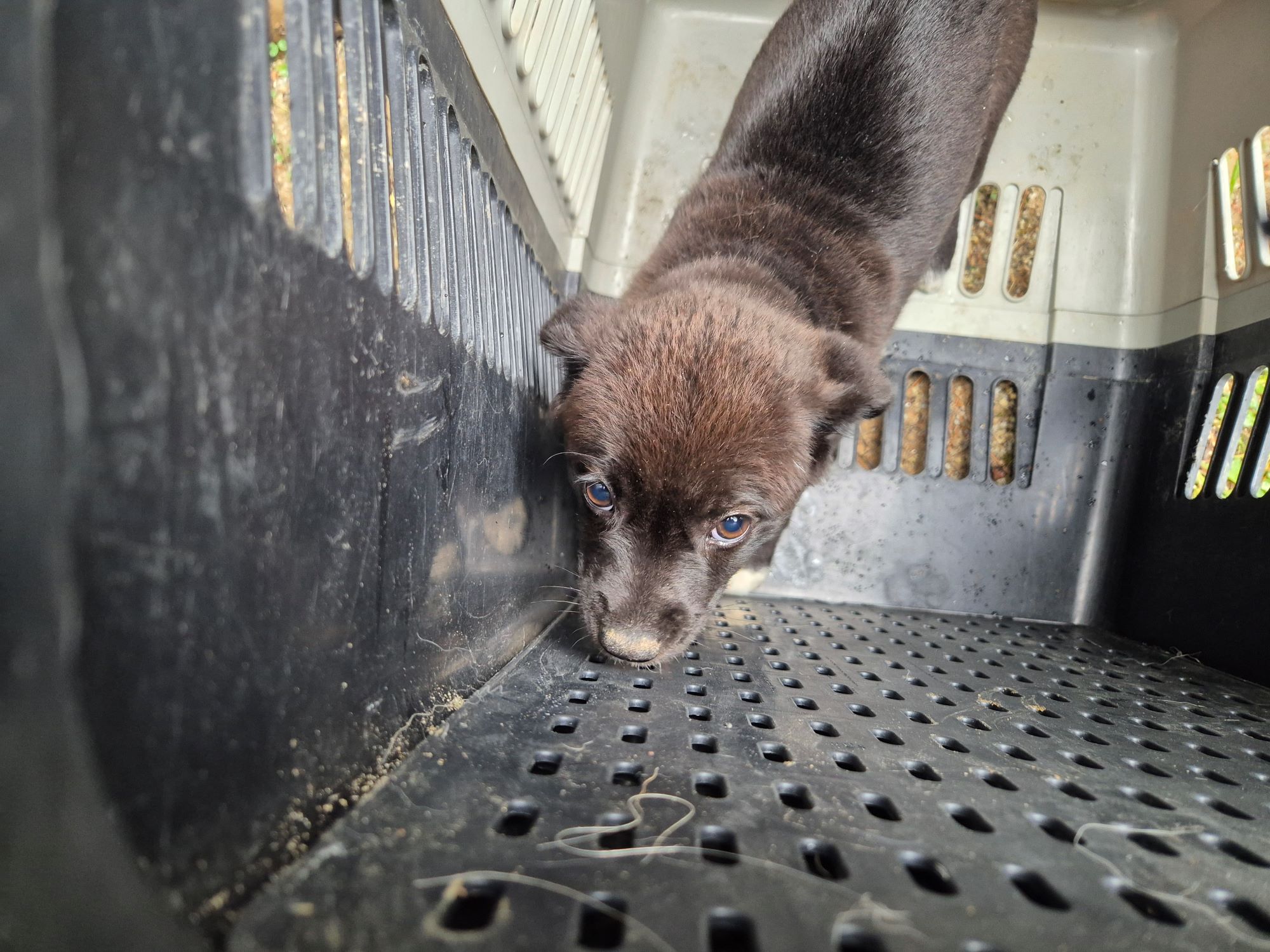 하나동물병원_445470202500969