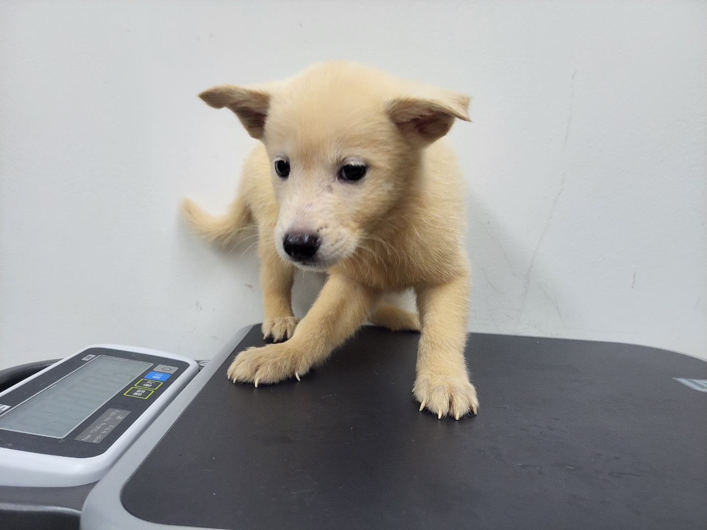 보호중 믹스견의 가…