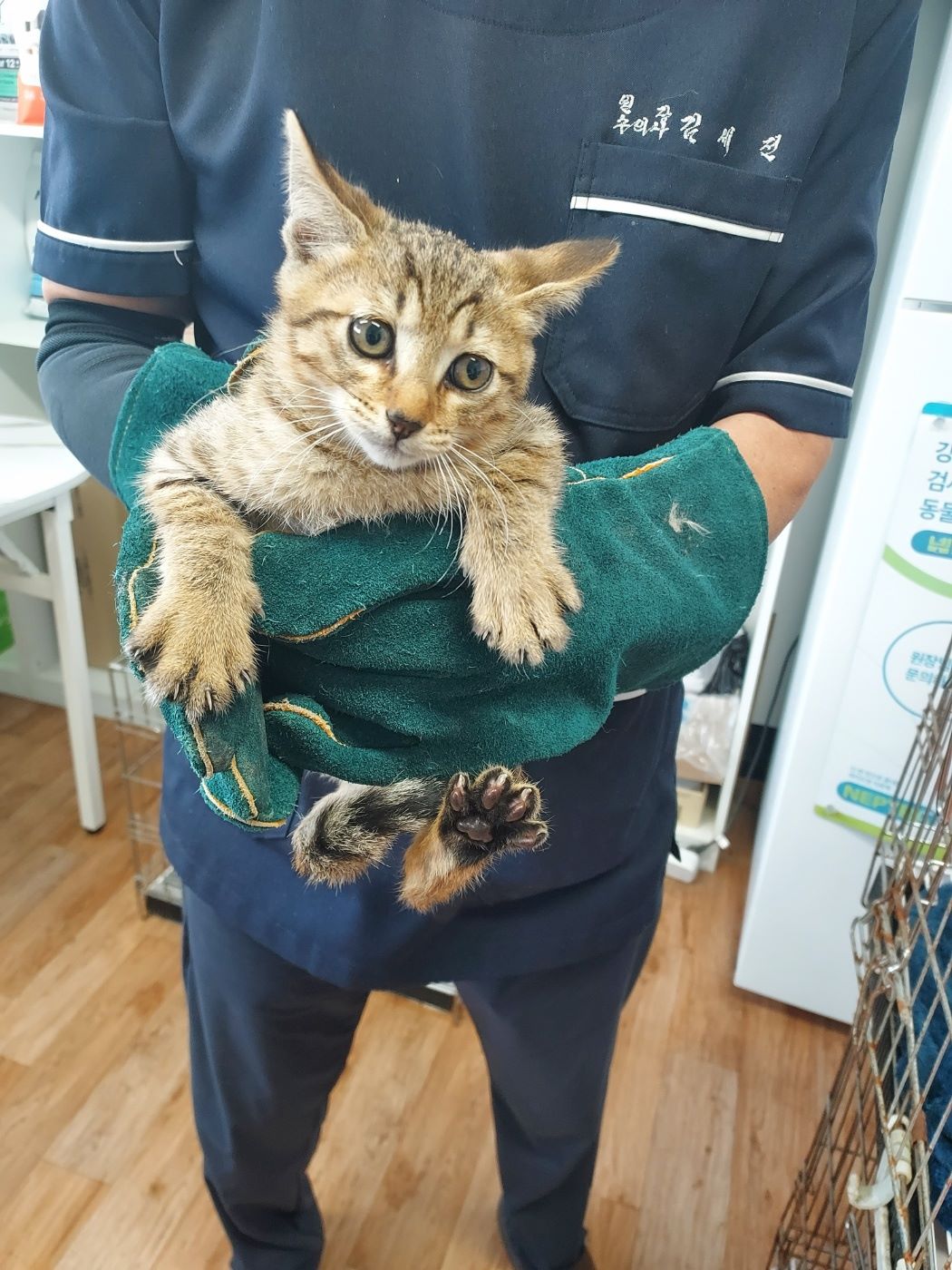 종료(입양) 믹스묘…