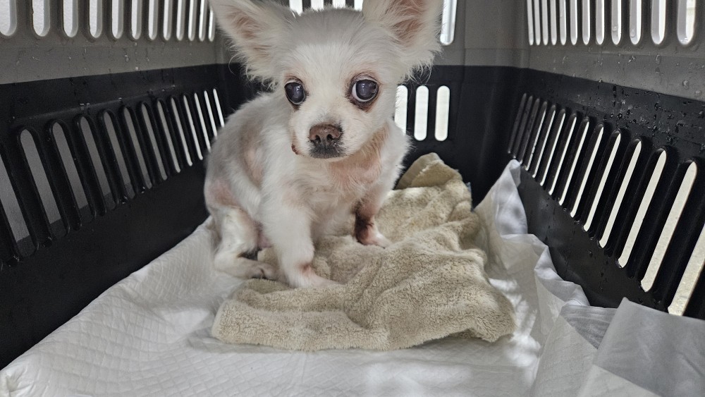 종료(반환) 믹스견…